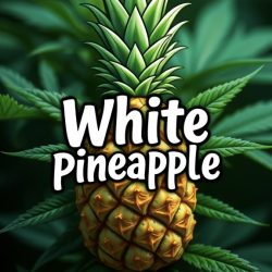 White Pineapple 🍍