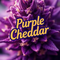 Purple Cheddar