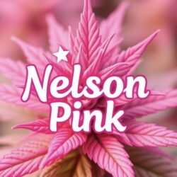 Nelson pinK